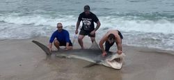 Jensen Beach: Tiger Shark Haven